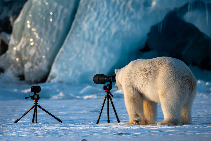 Illustration for article titled Alégrate el día con las fotos finalistas de los Comedy Wildlife Photography Awards